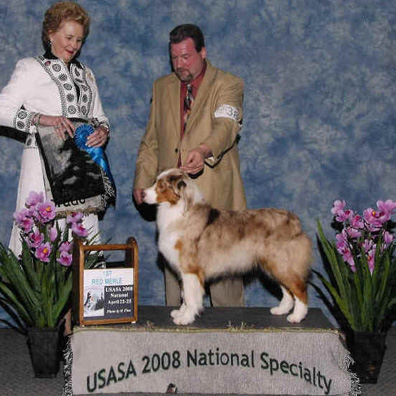 Tox taking the open red merle class at the 2008 AKC Australian Shepherd National Specialty 2008