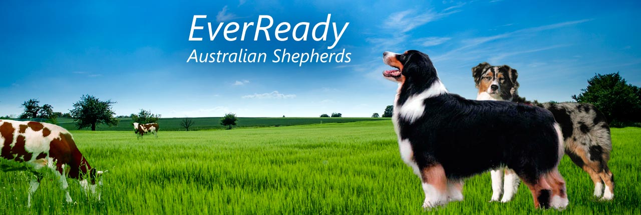Everready Australian Shepherds standing in a field with cattle.