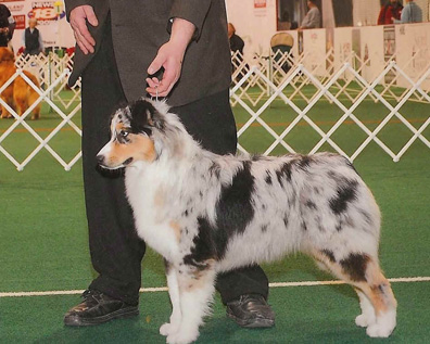 Jewell in the show ring